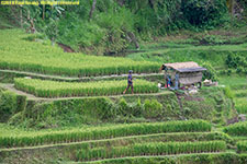 rice terraces